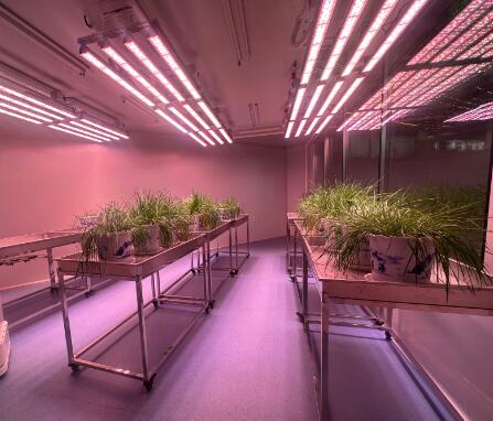 顶置光源型人工气候室