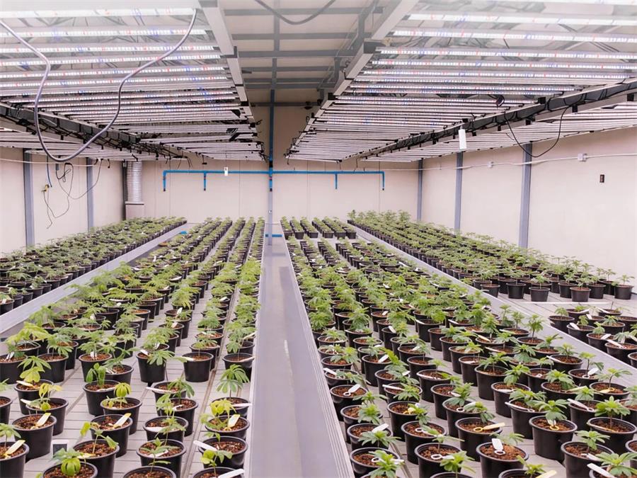 定制光谱矩阵设计，人工气候室专用方案