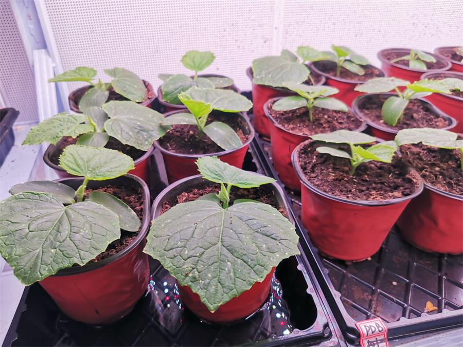 按需定制人工气候室方案，适配科研培育全需求