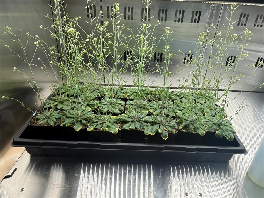 人工气候室温湿度均匀度系统性解决方案，腔体环流与风道设计要点