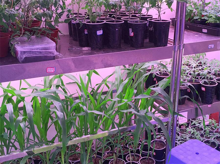 高秆作物人工气候室搭建：侧补光系统安装与光照梯度调试方案