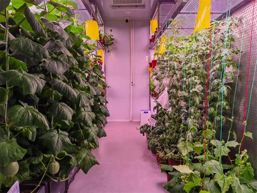 步入式大型作物栽培气候室建设：设计施工要点解析