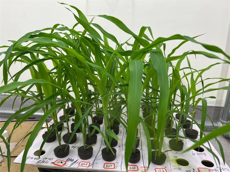 筹建人工气候室必看！立项前要厘清的 20 个核心问题