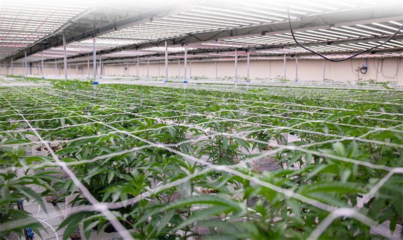 从传感器到管路：馨泽源带你拆解人工气候室科研级 CO₂控制系统全链路