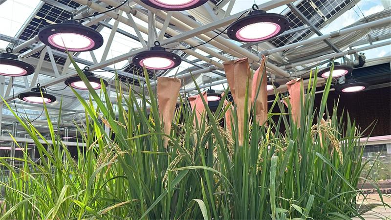 2026人工气候室建设趋势：能用→精准，育种企业新趋势